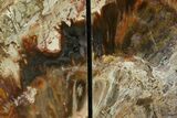 4.9" Tall, Colorful Petrified Wood Bookends - Madagascar - #129933-1